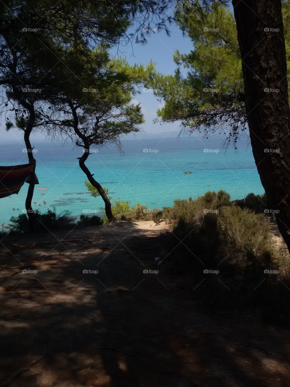 View to the sea through forest