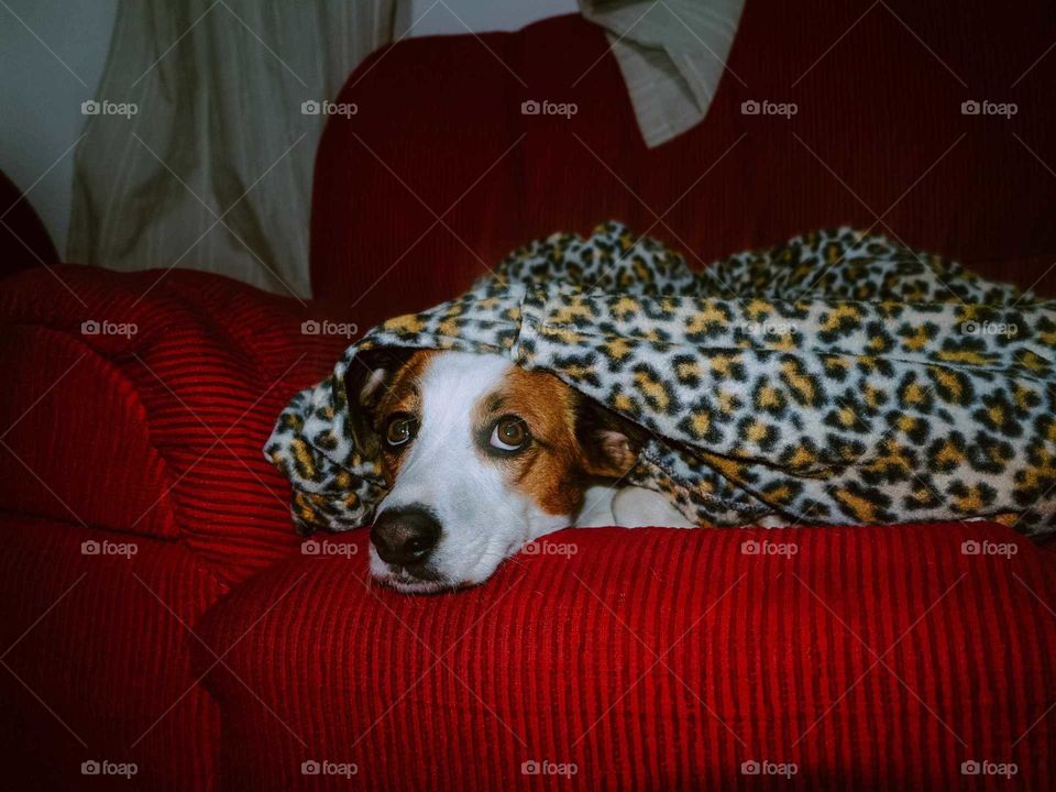 Beautiful portrait of a Dog under the blankets, cute dog at the wintey, cosy environment.