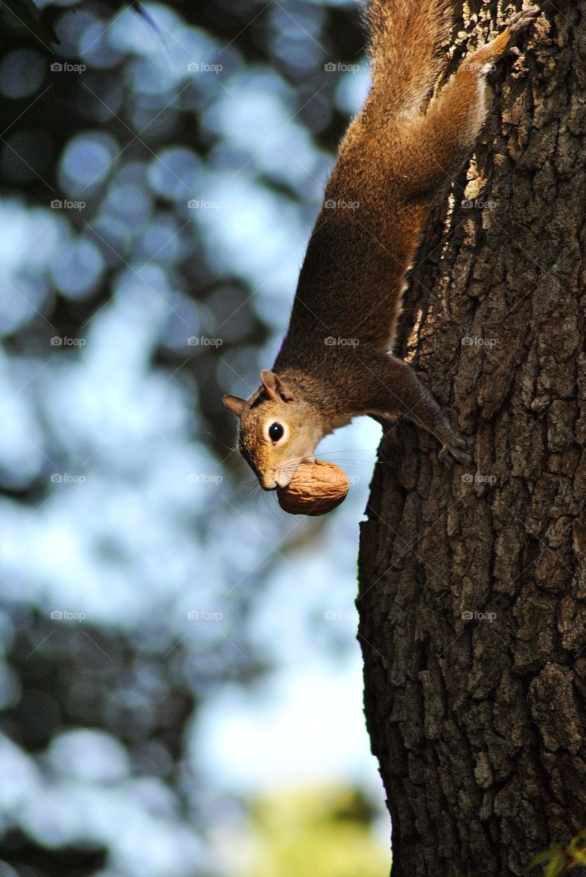 squirrel