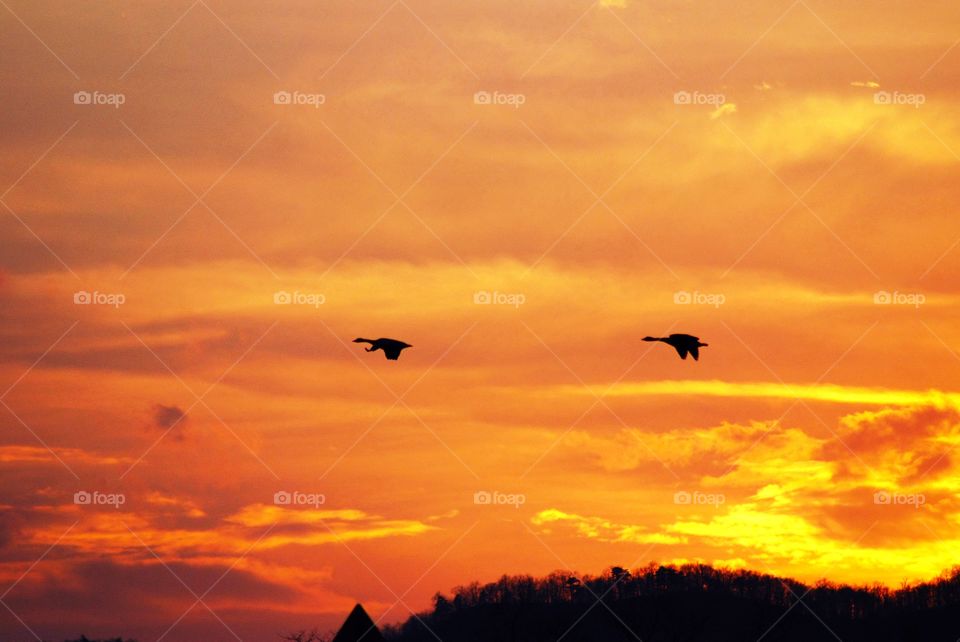 Geese looking for a place to land