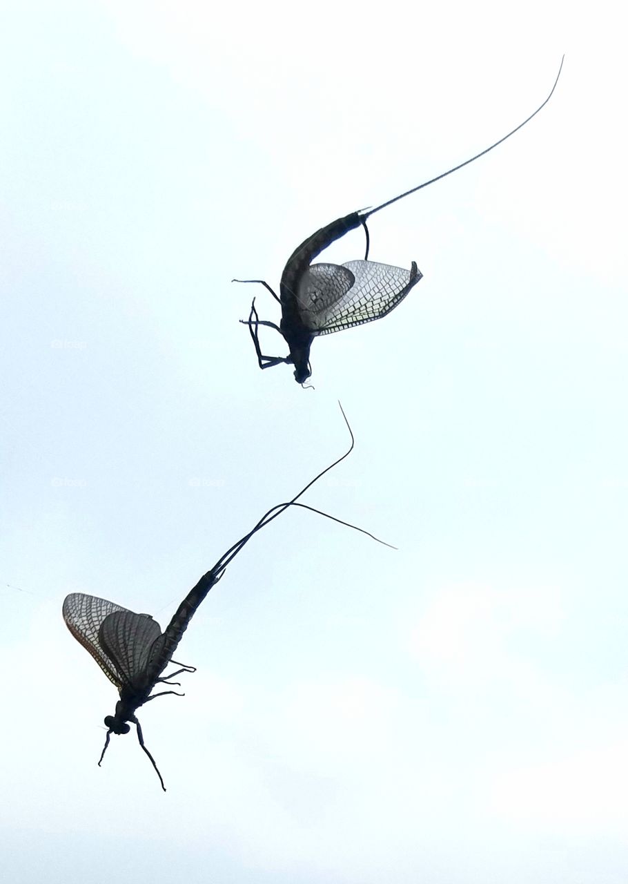 mayflies caught in web.