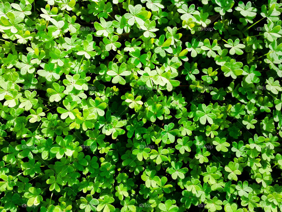 green color story: lucky fourleaf