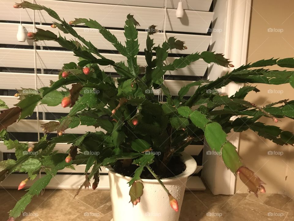 Christmas Cactus
