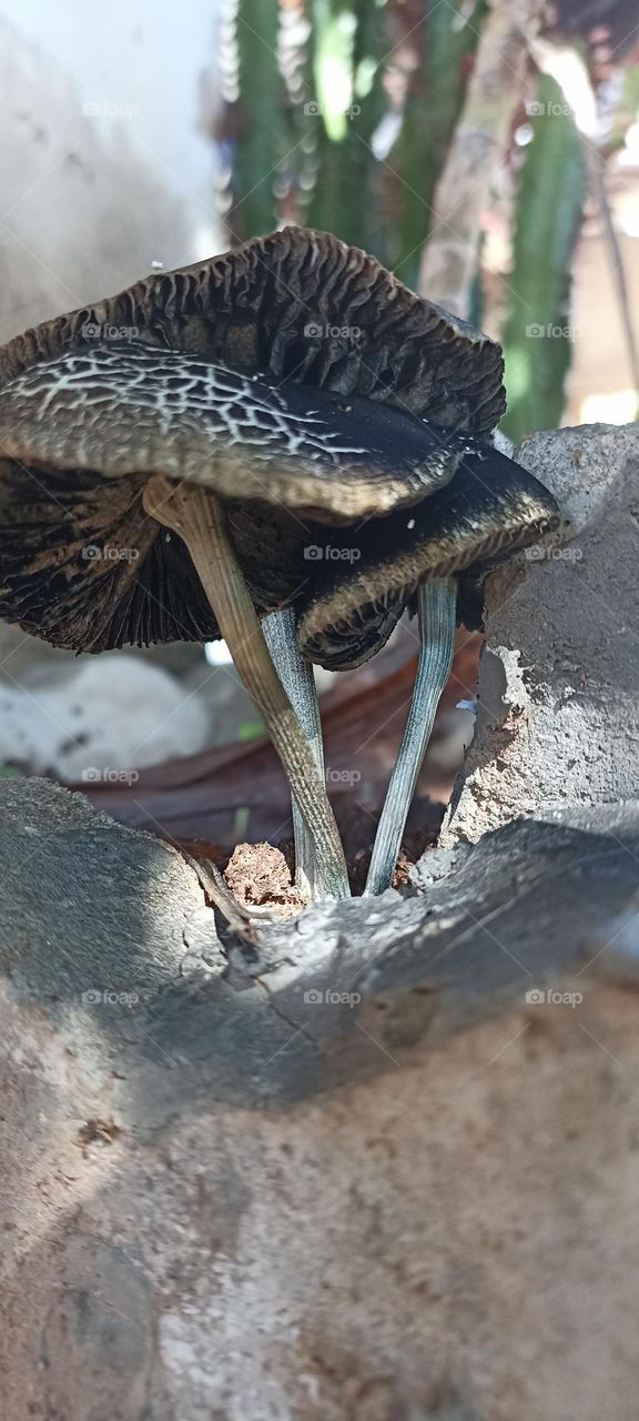 garden mushrooms