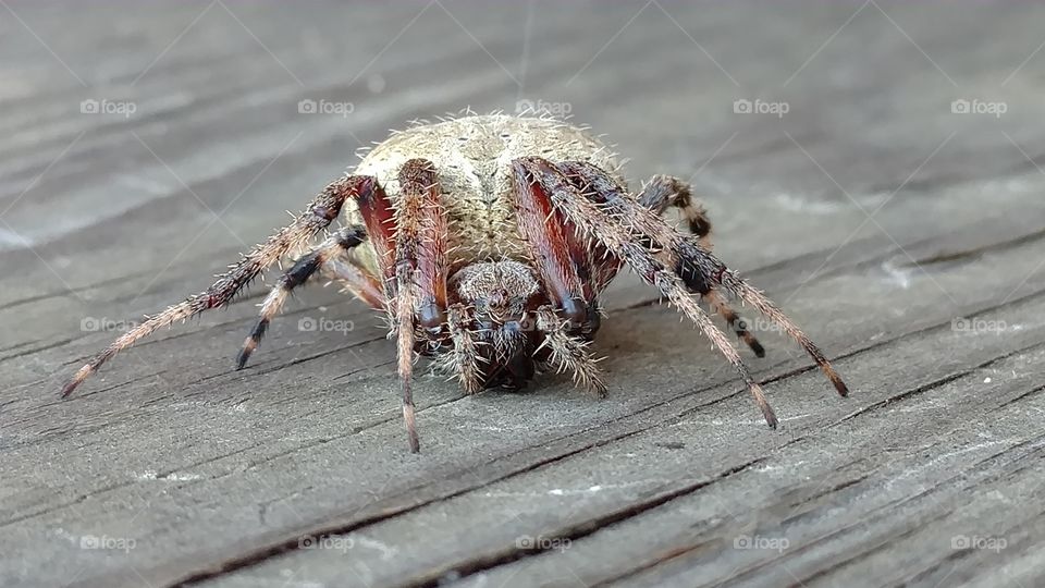 Spider, Invertebrate, Arachnid, Insect, Nature