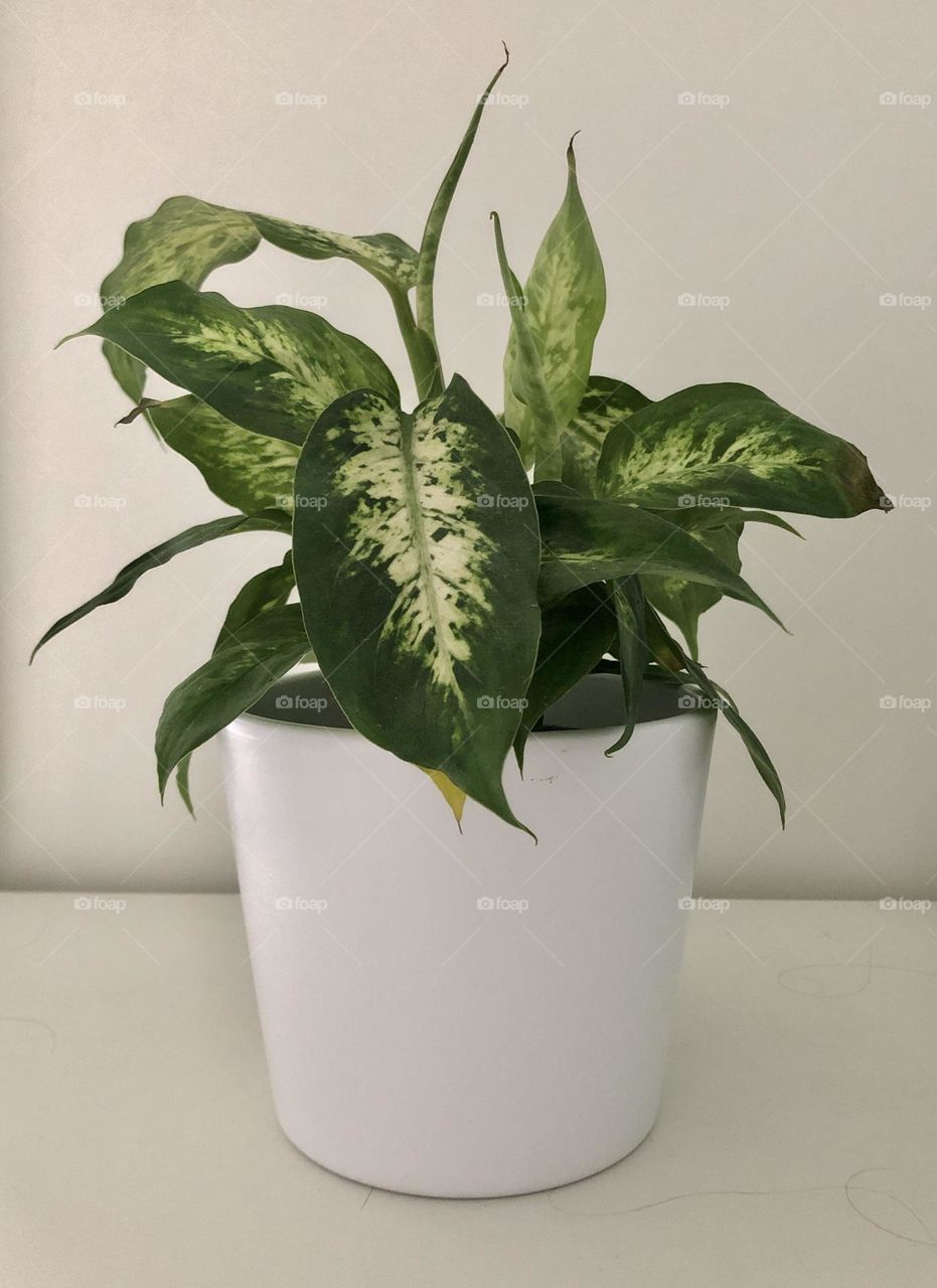 Houseplant with white background 
