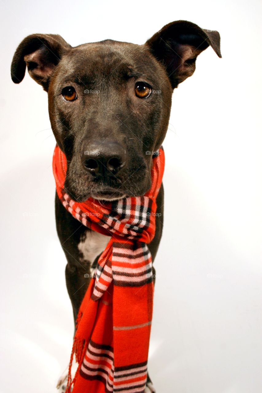 Dog in red scarf