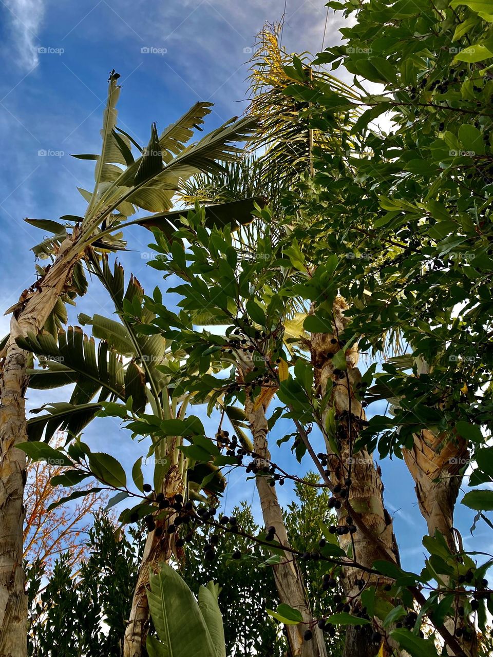 Palm trees with the sky in the background 