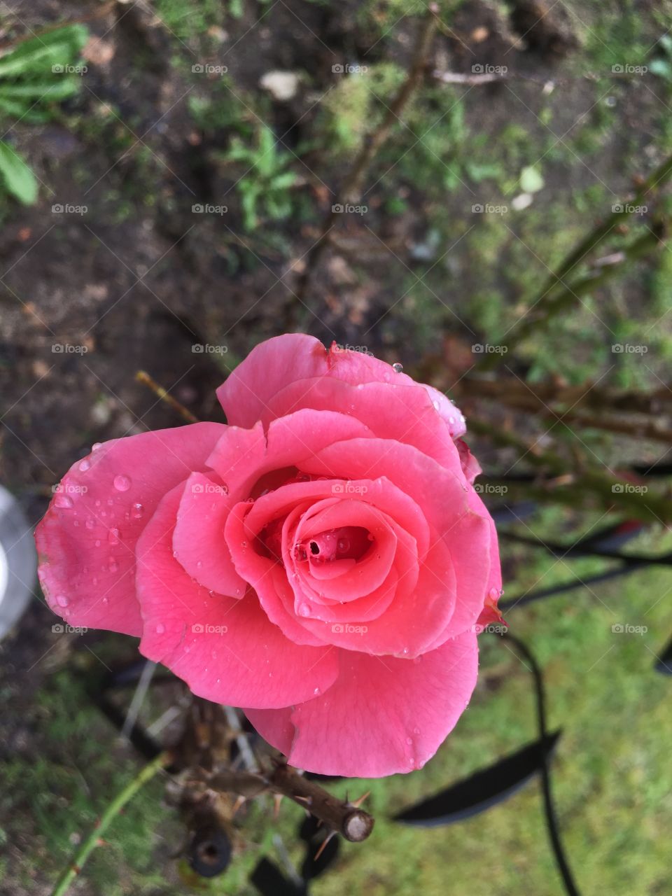 Spring pink