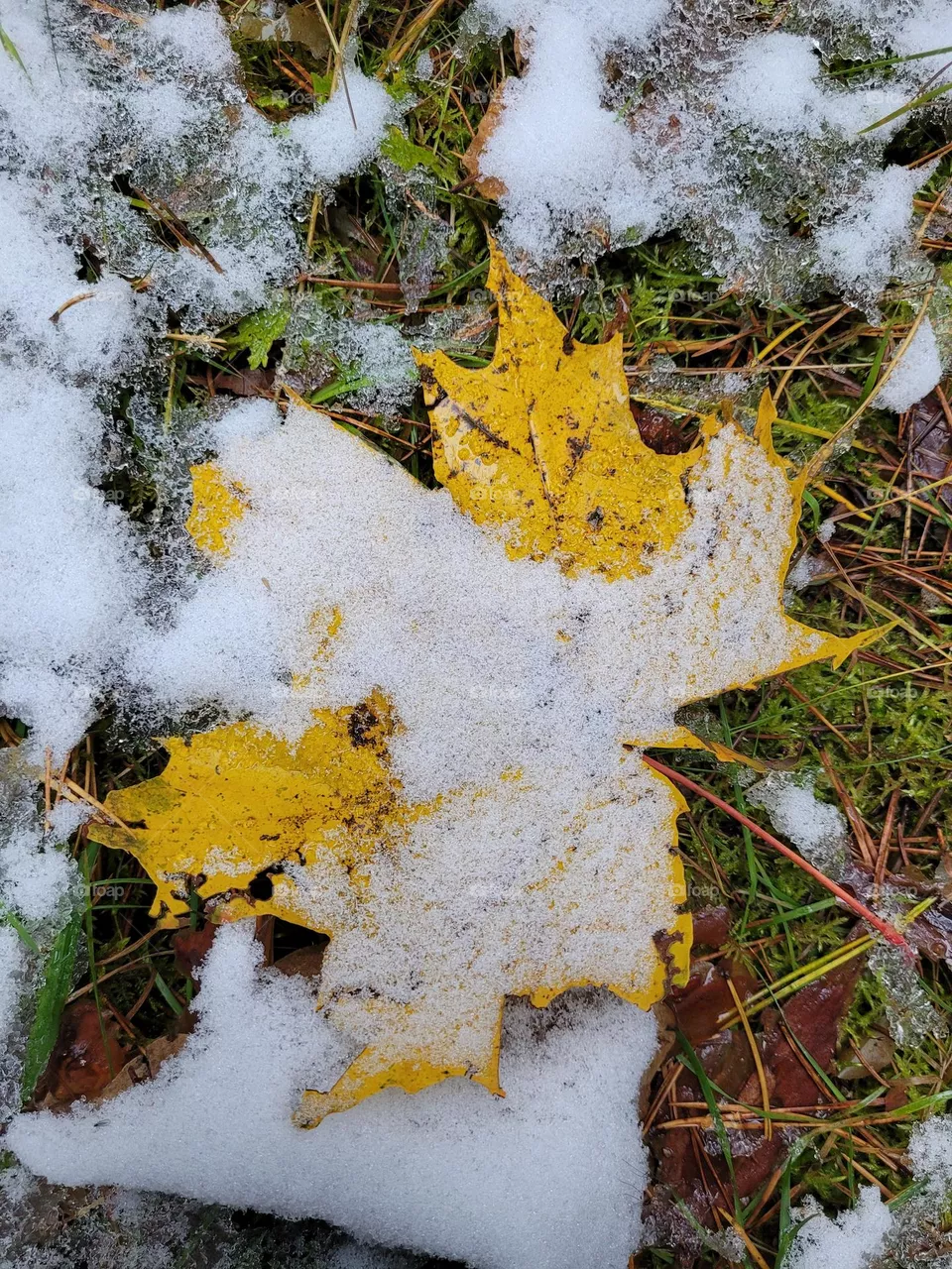 leaves in snow