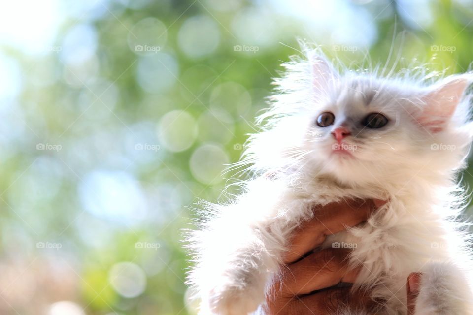 Beautiful Persian Kitten with Bokeh Background 🐱🐈