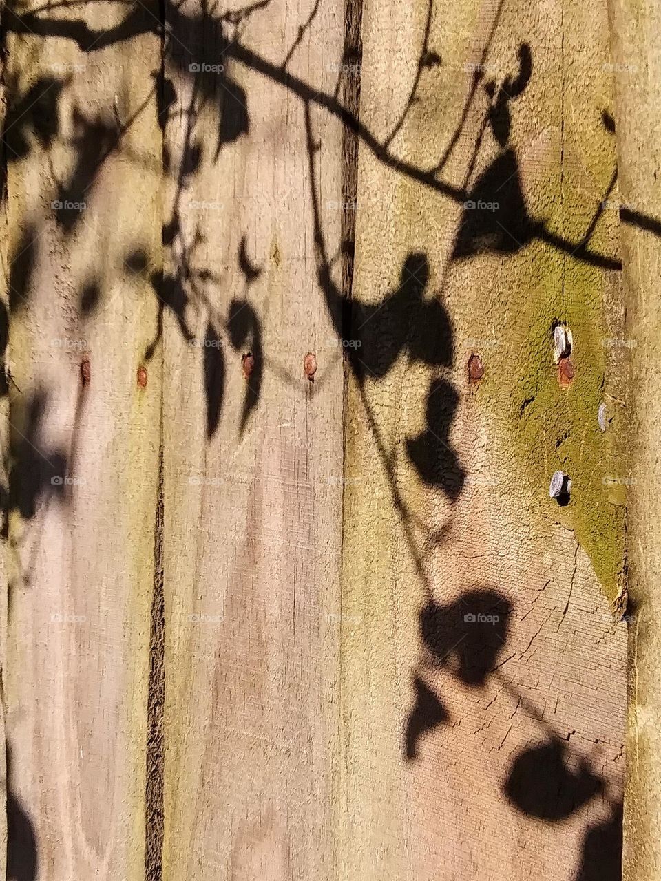 shadows on a wooden fence
