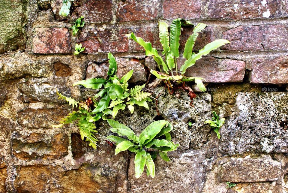 Wall flower