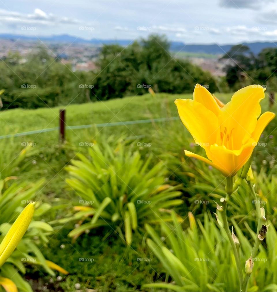 A yellow flower in the spring