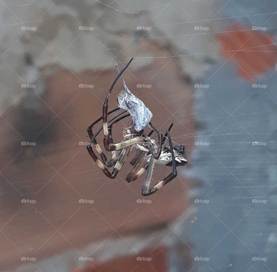 SpiderMan Homem-Aranha Longe de Casa Aracnofobia Spyder Marvel Aranha longe de casa Natureza VIVA Insetos Invertebrados Natureza VIVA Insetos