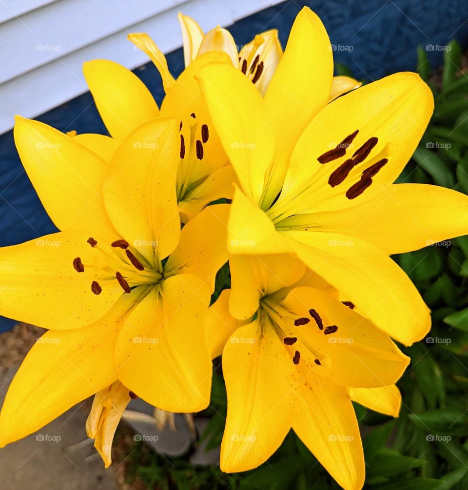 Lily's full bloom