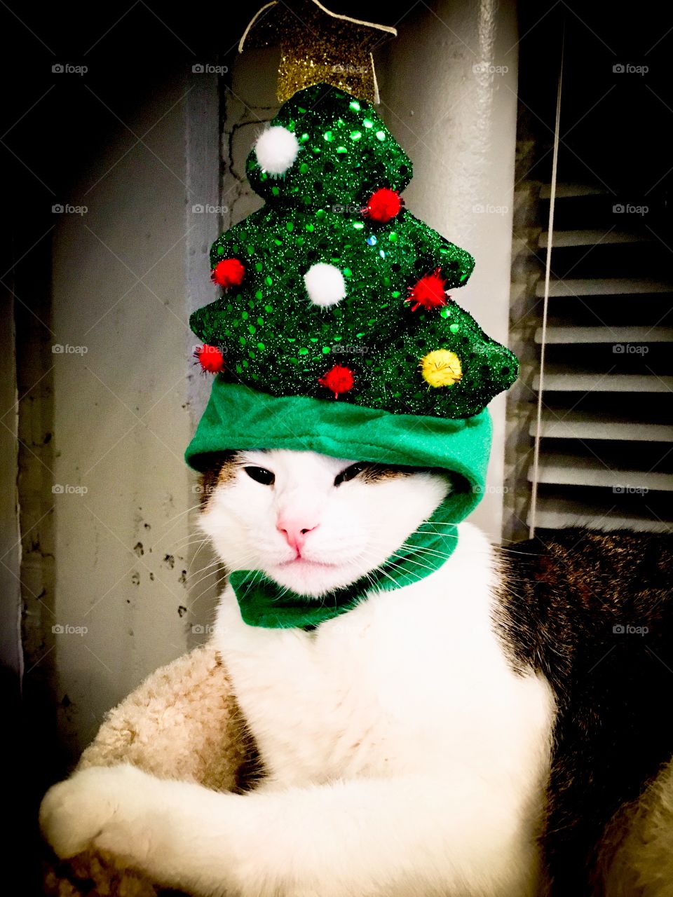 Kitty cat wearing Christmas hat