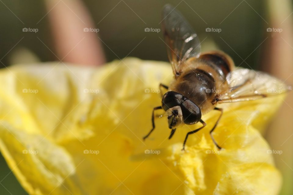 Bee on flower