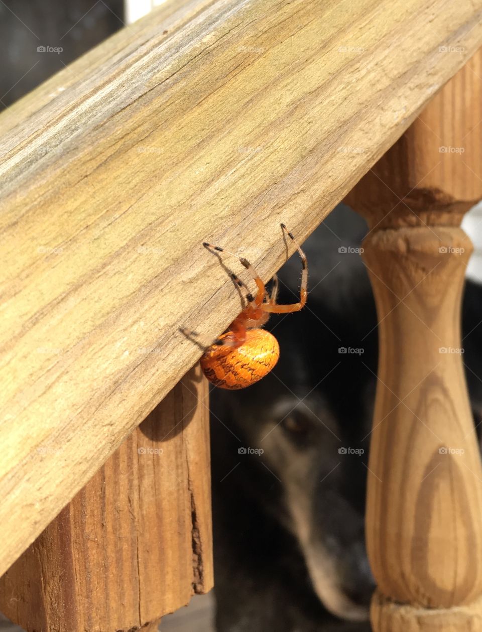 Pregnant marbled orbweaver