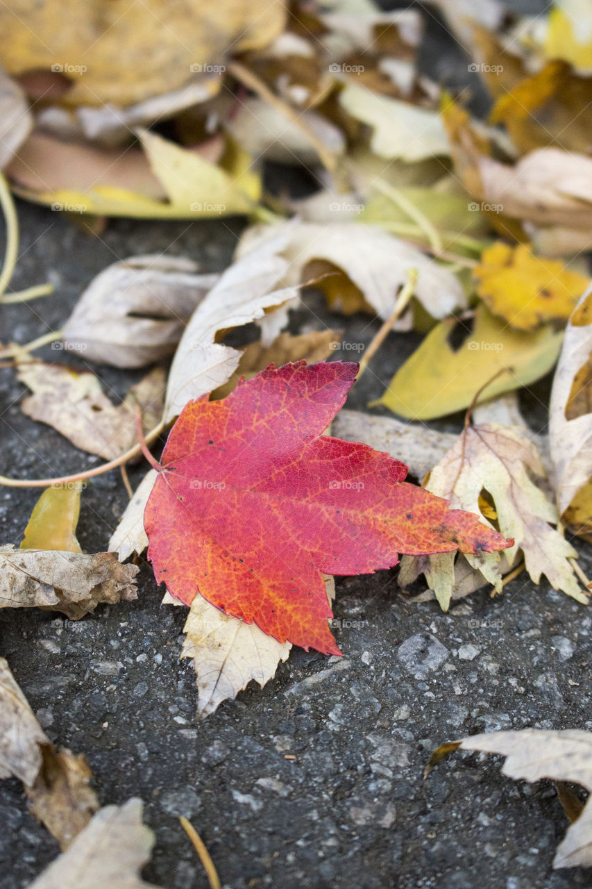 Red leaf