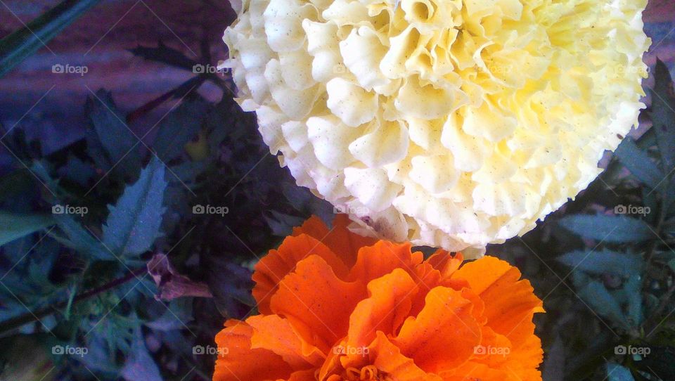 White and Orange Marigold flowers