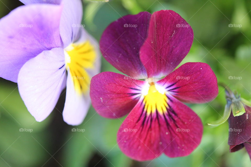 Macro shot of a flower