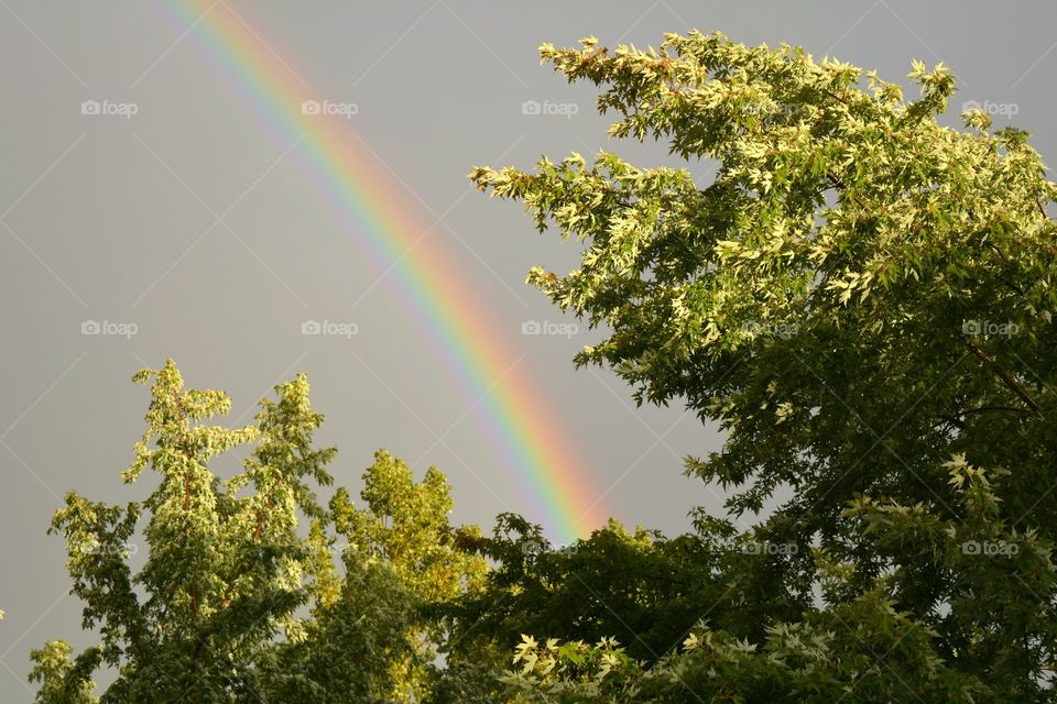 Rainbow, Nature, No Person, Tree, Landscape