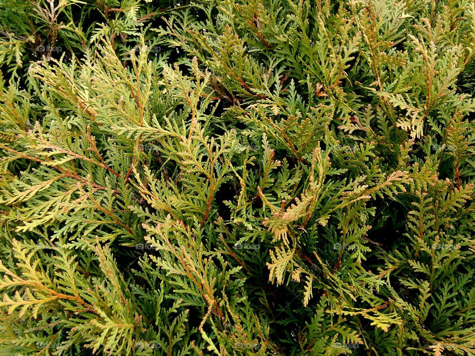 dan se budi. spring is here