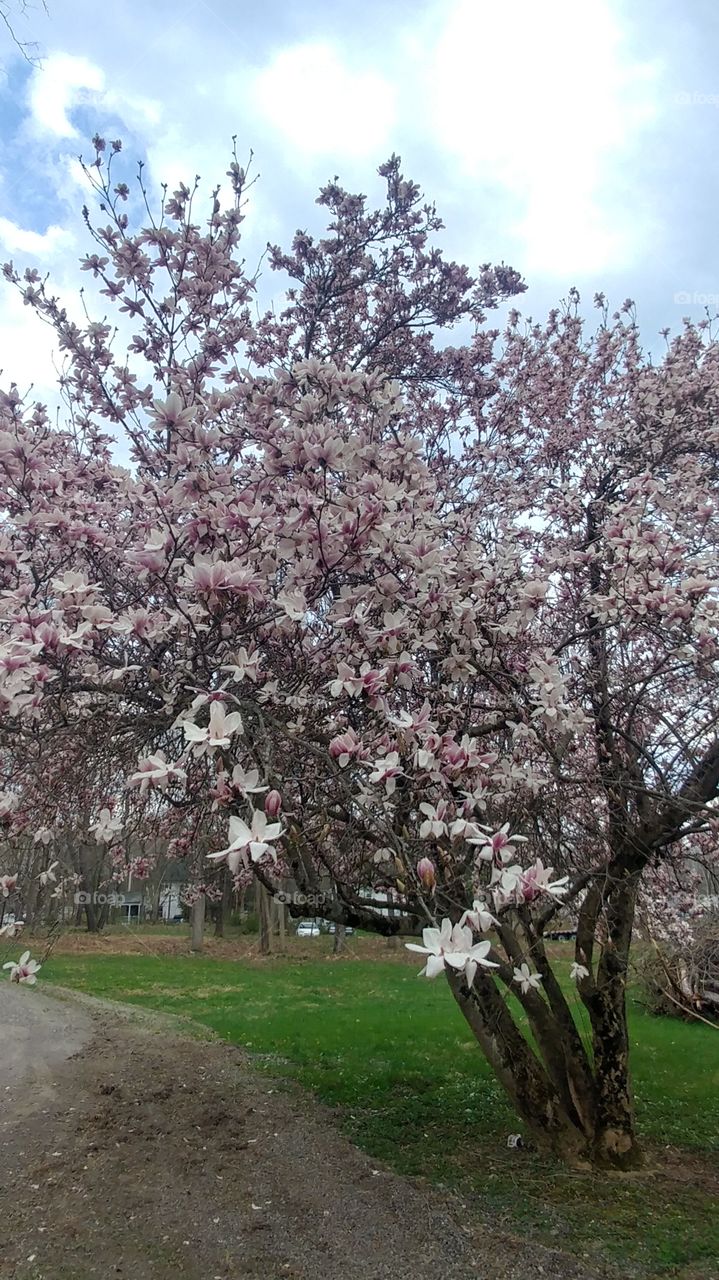 magnolia spring