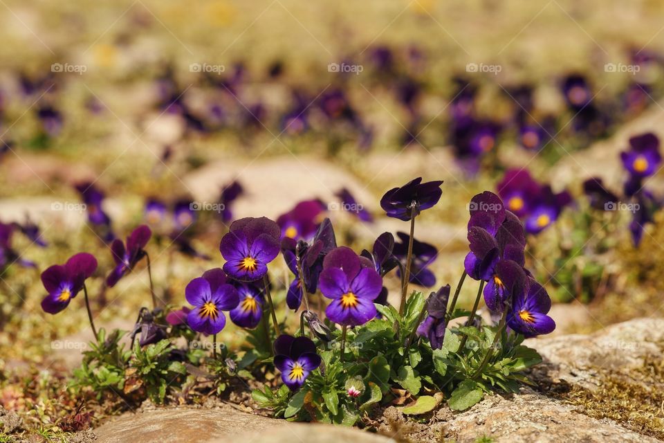 Wildflowers