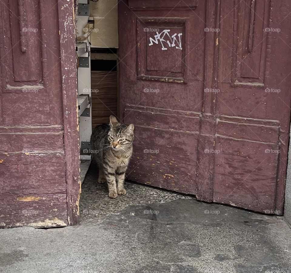 Beauty of the street cats