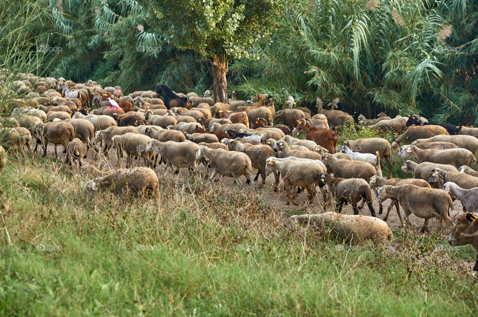 Rebaño de Cabras y Ovejas