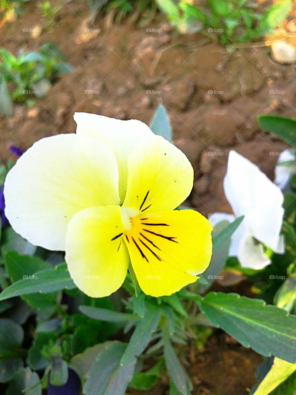 beautiful nature flowers flower closeup view