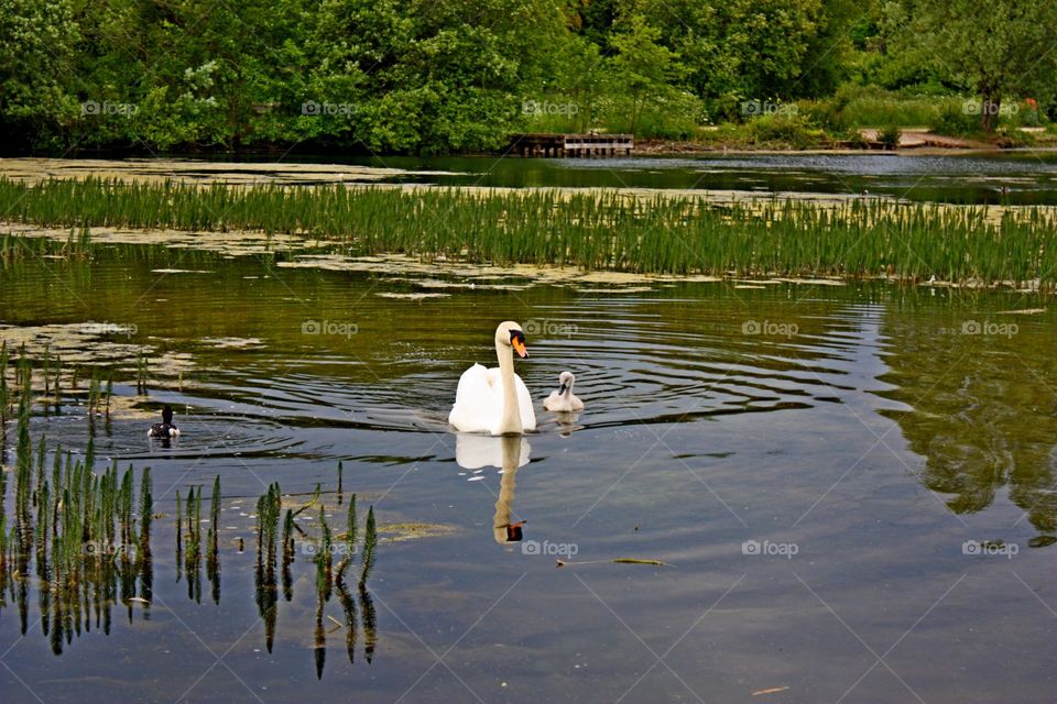 Swans: mother and child 