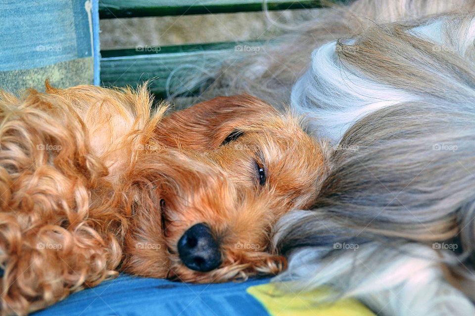 Little dashhund sleeping on friend