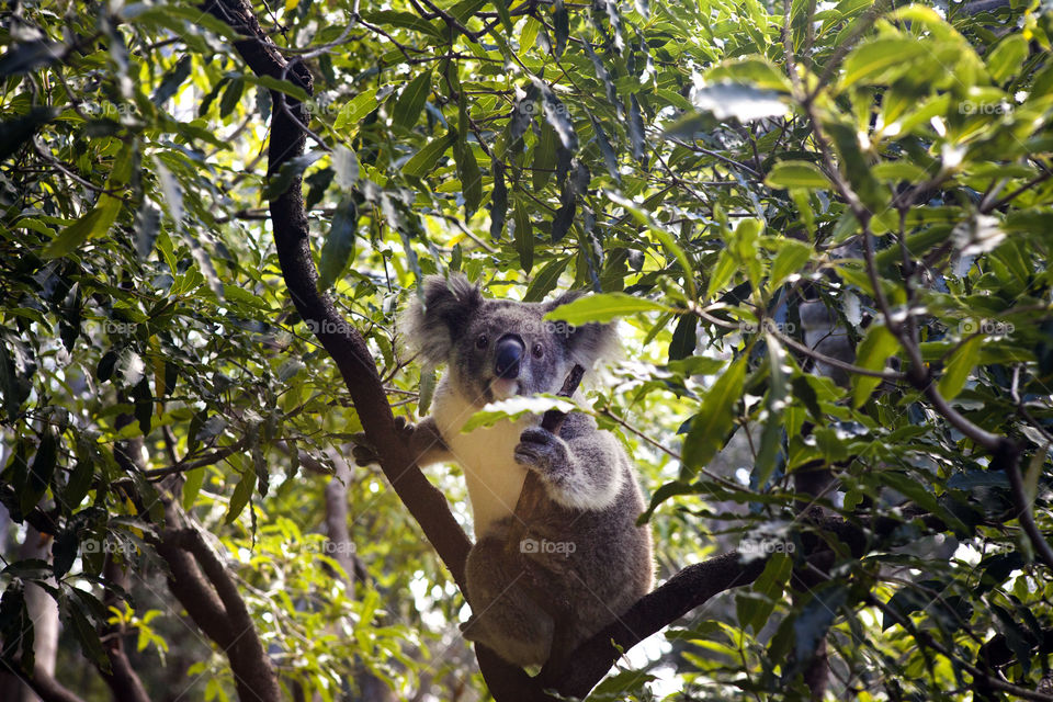 Australia's friendly and cute Koala looking at the camera on a tree in Taronga Zoo