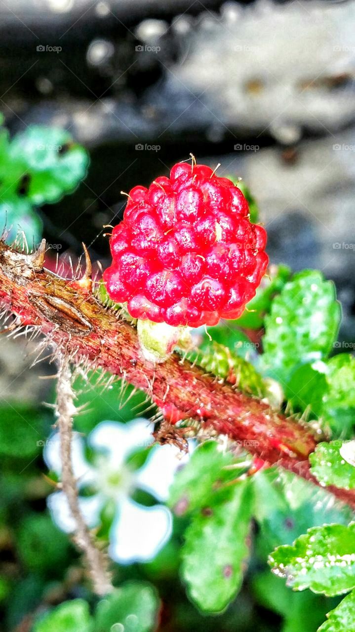 red wild Berry growing on vine