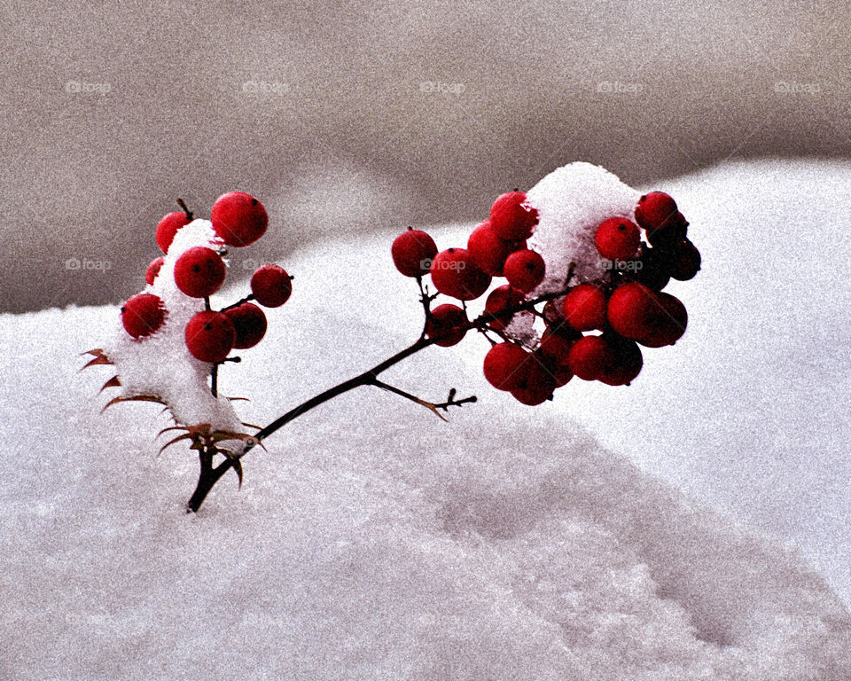 Red Berries in the Snow 