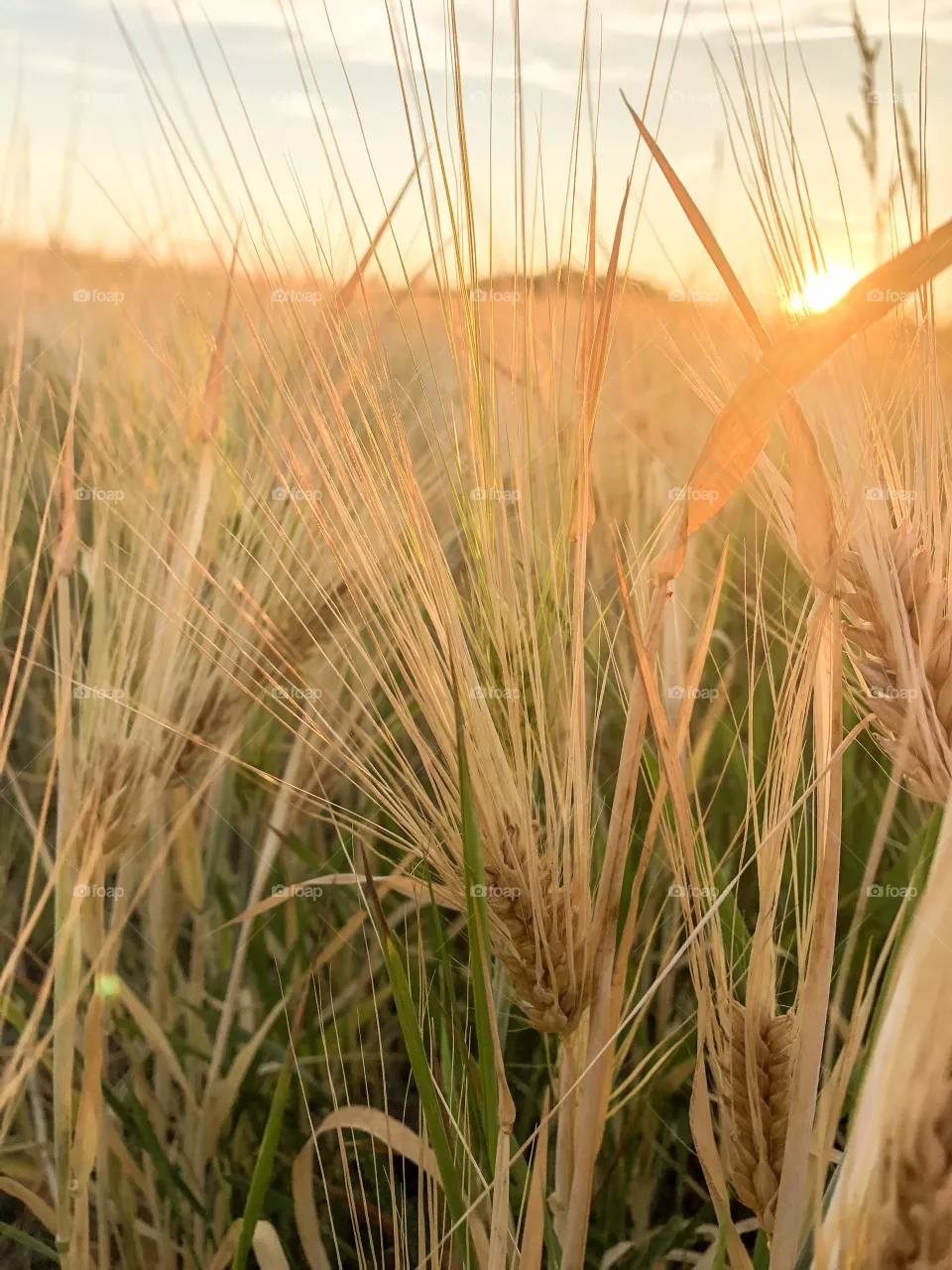 Wheat