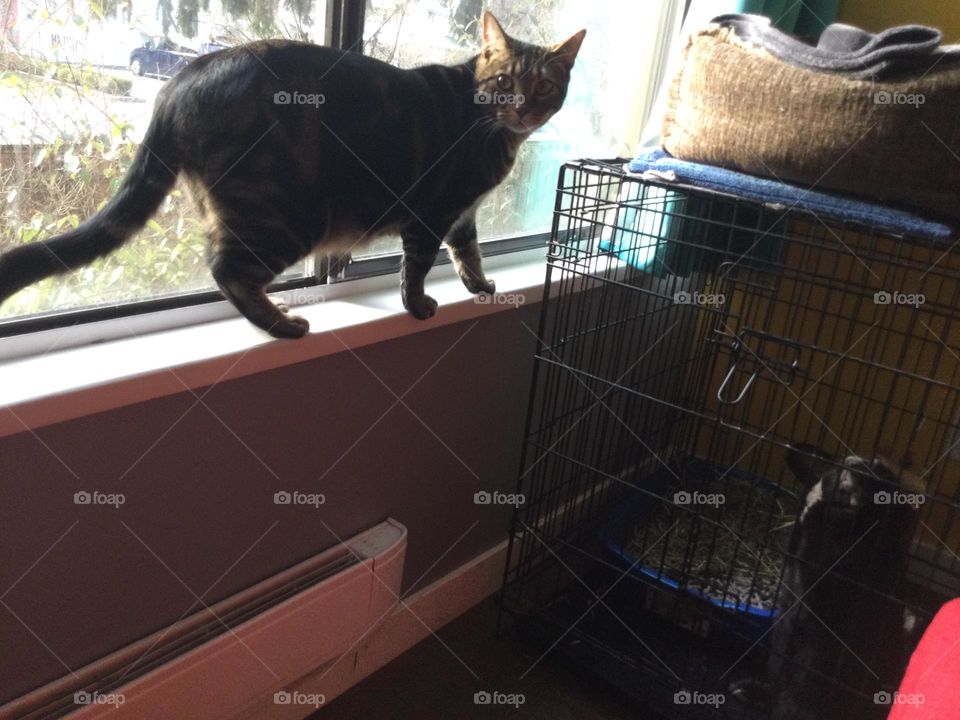 A cat in the window looking into the rabbit cage