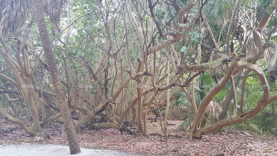 Florida's natural trees