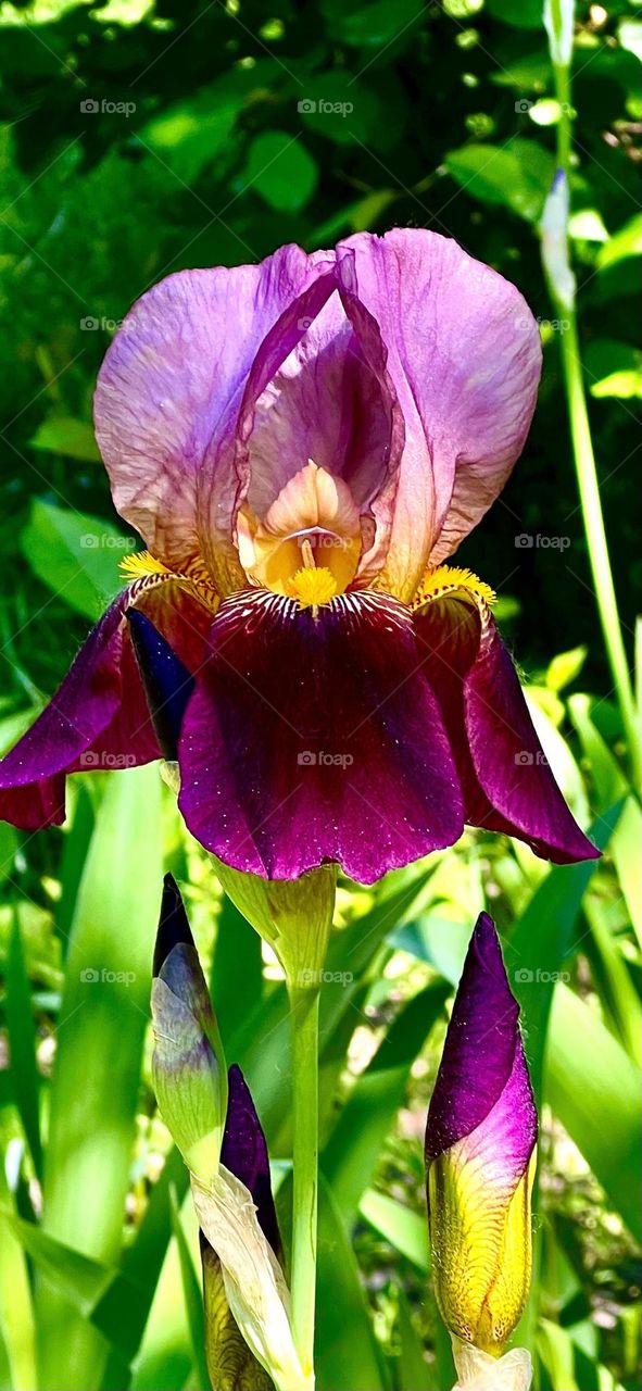 Высокий германский ирис — цветок, который завораживает своей красотой и огромным количеством расцветок.