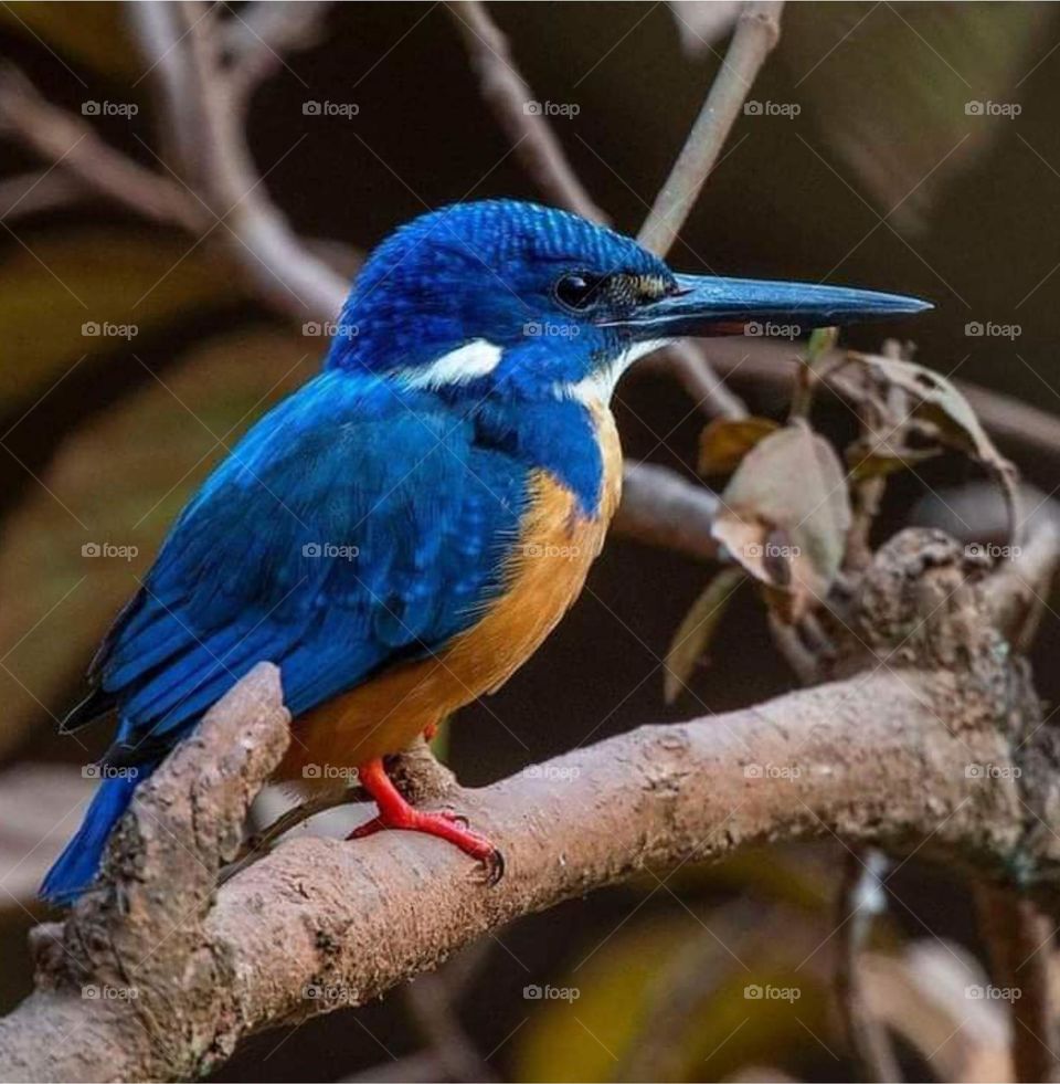 kingfisher