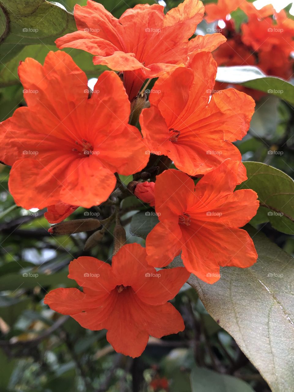 The orange color stories, Countryside ( Thailand 🇹🇭