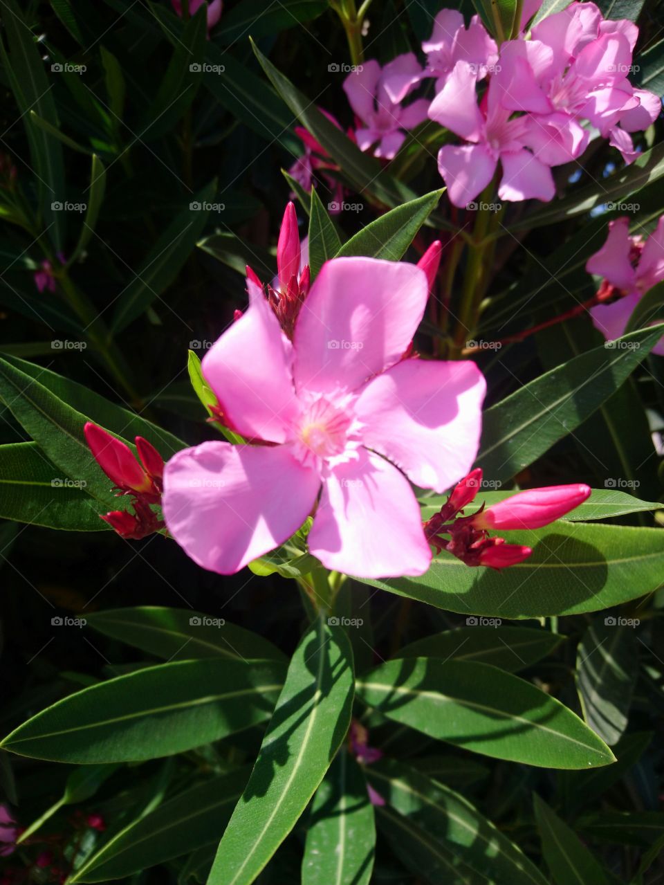 Beautiful flower garden