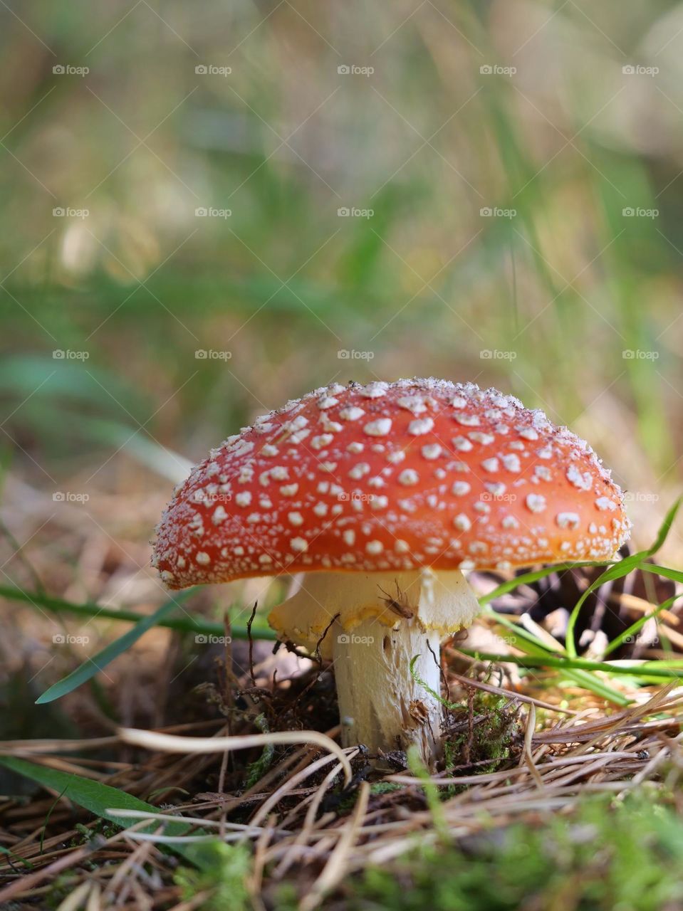 Fly agaric