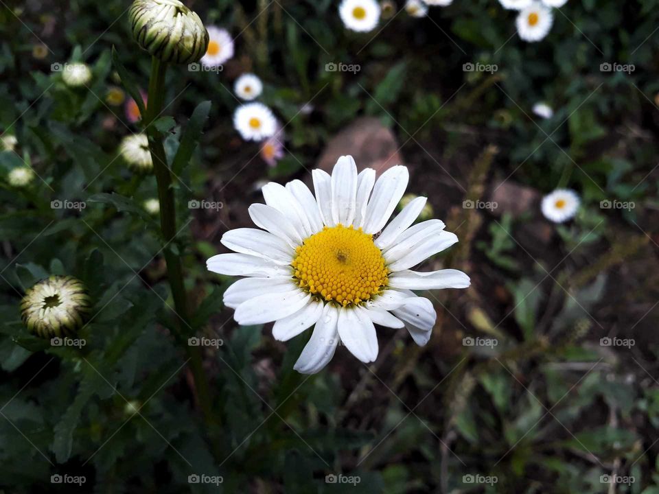 Beautiful Spring time, beautiful daisy