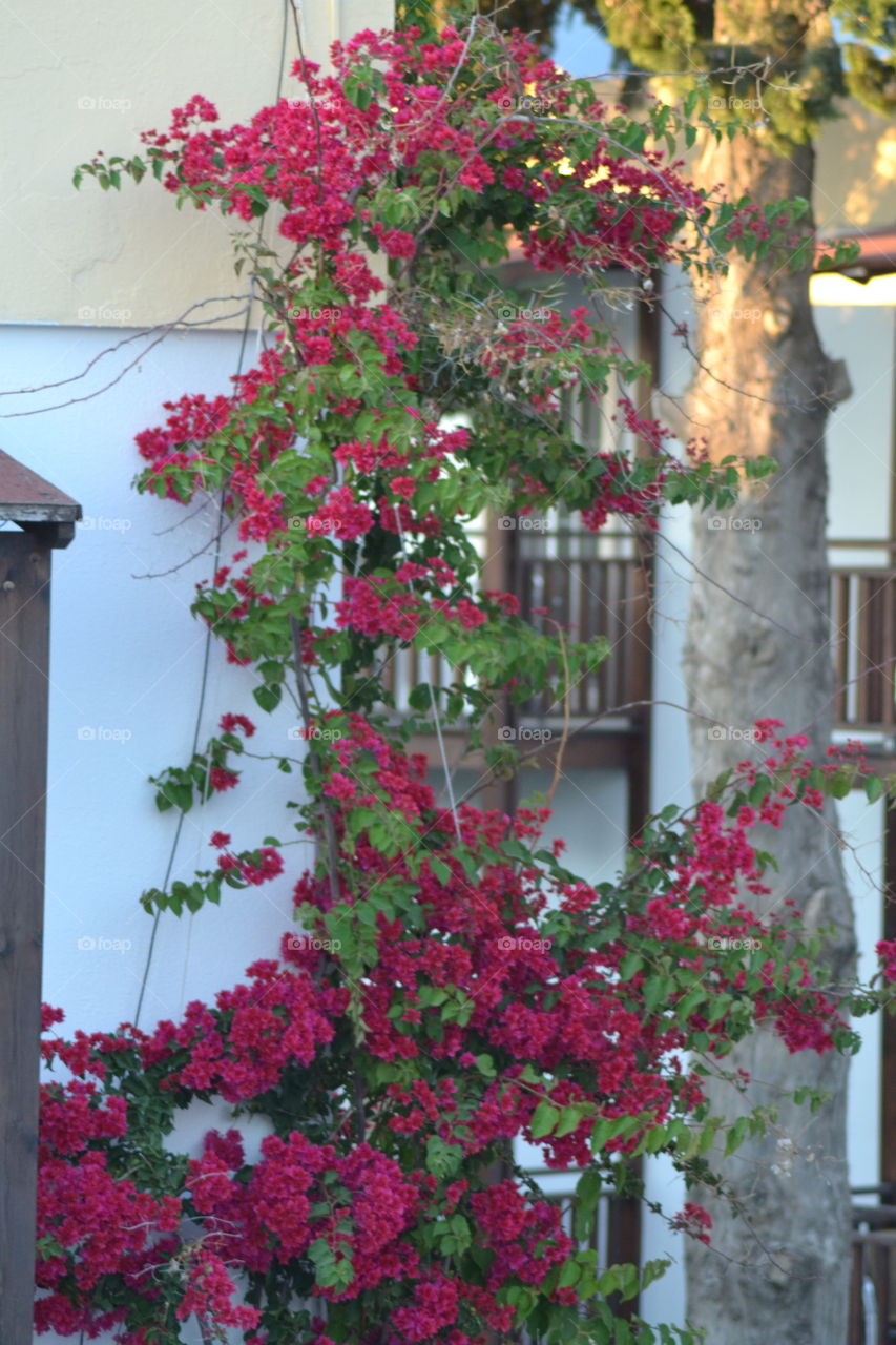 bouganvilla climbing