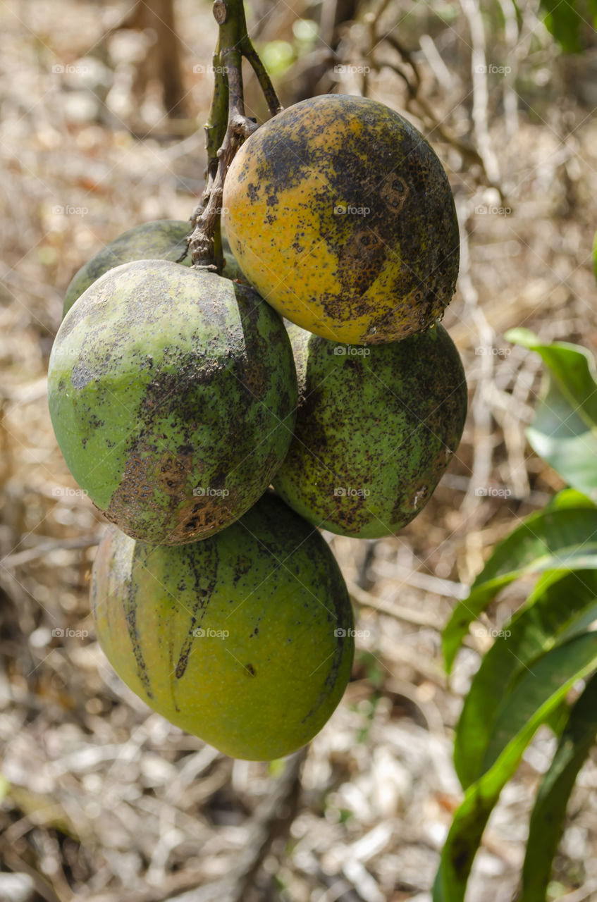 Closeup Of Yellow Ripe And Green Unripe Mangoes Hanging By Their Stems