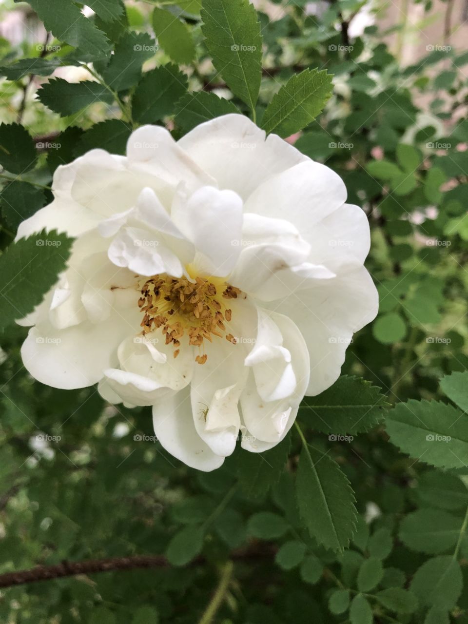 Садовые розы